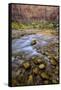 USA, Utah, Zion National Park. Stream in Autumn Scenic-Jay O'brien-Framed Stretched Canvas