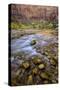 USA, Utah, Zion National Park. Stream in Autumn Scenic-Jay O'brien-Stretched Canvas