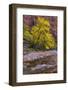 USA, Utah, Zion National Park. Stream in Autumn Scenic-Jay O'brien-Framed Photographic Print