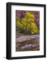 USA, Utah, Zion National Park. Stream in Autumn Scenic-Jay O'brien-Framed Photographic Print