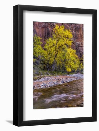 USA, Utah, Zion National Park. Stream in Autumn Scenic-Jay O'brien-Framed Photographic Print