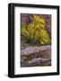 USA, Utah, Zion National Park. Stream in Autumn Scenic-Jay O'brien-Framed Photographic Print