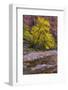 USA, Utah, Zion National Park. Stream in Autumn Scenic-Jay O'brien-Framed Photographic Print