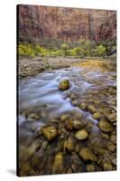 USA, Utah, Zion National Park. Stream in Autumn Scenic-Jay O'brien-Stretched Canvas