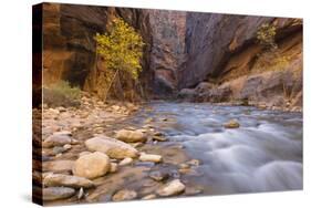 USA, Utah, Zion National Park. the Narrows of the Virgin River-Jamie & Judy Wild-Stretched Canvas