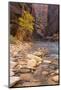 USA, Utah, Zion National Park. the Narrows of the Virgin River-Jamie & Judy Wild-Mounted Photographic Print