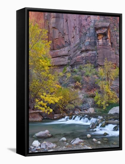 USA, Utah, Zion National Park. the Narrows with Cottonwood Trees in Autumn-Jaynes Gallery-Framed Stretched Canvas