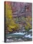 USA, Utah, Zion National Park. the Narrows with Cottonwood Trees in Autumn-Jaynes Gallery-Stretched Canvas