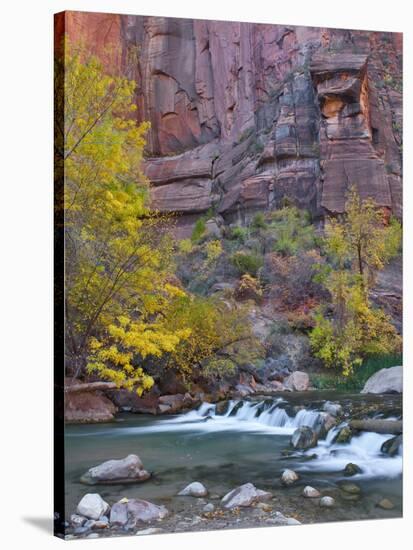 USA, Utah, Zion National Park. the Narrows with Cottonwood Trees in Autumn-Jaynes Gallery-Stretched Canvas