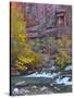 USA, Utah, Zion National Park. the Narrows with Cottonwood Trees in Autumn-Jaynes Gallery-Stretched Canvas