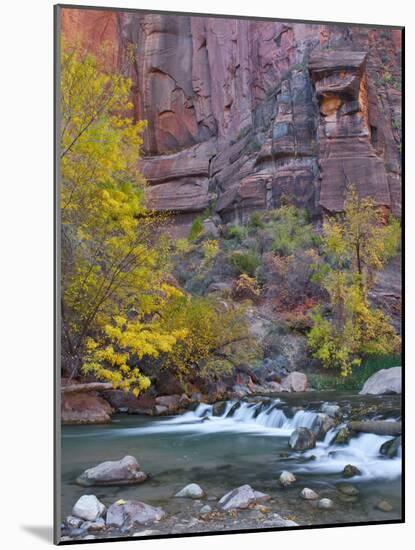 USA, Utah, Zion National Park. the Narrows with Cottonwood Trees in Autumn-Jaynes Gallery-Mounted Photographic Print