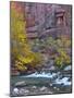 USA, Utah, Zion National Park. the Narrows with Cottonwood Trees in Autumn-Jaynes Gallery-Mounted Photographic Print