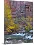 USA, Utah, Zion National Park. the Narrows with Cottonwood Trees in Autumn-Jaynes Gallery-Mounted Photographic Print