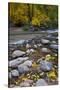 USA, Utah, Zion National Park. the Narrows with Fallen Leaves-Jaynes Gallery-Stretched Canvas