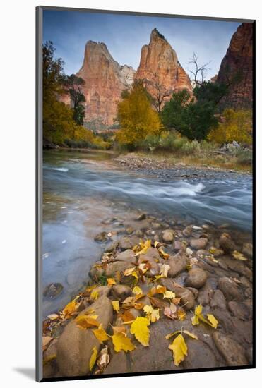 USA, Utah, Zion National Park. the Sentinel with Fallen Leaves in Virgin River-Jaynes Gallery-Mounted Photographic Print