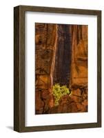 USA, Utah, Zion National Park. Tree and Cliff-Jay O'brien-Framed Photographic Print
