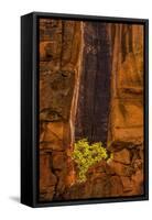 USA, Utah, Zion National Park. Tree and Cliff-Jay O'brien-Framed Stretched Canvas