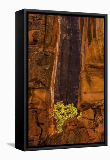 USA, Utah, Zion National Park. Tree and Cliff-Jay O'brien-Framed Stretched Canvas