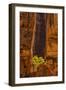 USA, Utah, Zion National Park. Tree and Cliff-Jay O'brien-Framed Photographic Print