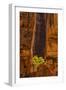 USA, Utah, Zion National Park. Tree and Cliff-Jay O'brien-Framed Photographic Print