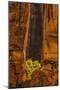 USA, Utah, Zion National Park. Tree and Cliff-Jay O'brien-Mounted Photographic Print