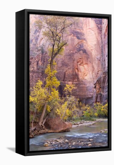 USA, Utah, Zion National Park, Virgin River and Cottonwood Trees-Jamie & Judy Wild-Framed Stretched Canvas