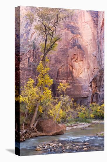 USA, Utah, Zion National Park, Virgin River and Cottonwood Trees-Jamie & Judy Wild-Stretched Canvas