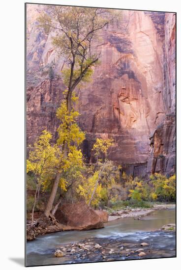 USA, Utah, Zion National Park, Virgin River and Cottonwood Trees-Jamie & Judy Wild-Mounted Premium Photographic Print