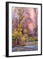 USA, Utah, Zion National Park, Virgin River and Cottonwood Trees-Jamie & Judy Wild-Framed Photographic Print