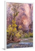 USA, Utah, Zion National Park, Virgin River and Cottonwood Trees-Jamie & Judy Wild-Framed Premium Photographic Print