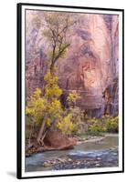 USA, Utah, Zion National Park, Virgin River and Cottonwood Trees-Jamie & Judy Wild-Framed Premium Photographic Print