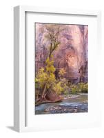 USA, Utah, Zion National Park, Virgin River and Cottonwood Trees-Jamie & Judy Wild-Framed Photographic Print