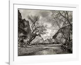 USA, Utah. Zion National Park, Virgin River and Cottonwoods in winter tinted monochrome-Ann Collins-Framed Photographic Print