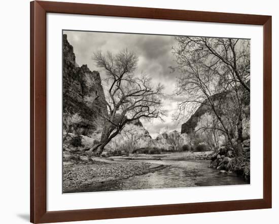 USA, Utah. Zion National Park, Virgin River and Cottonwoods in winter tinted monochrome-Ann Collins-Framed Photographic Print