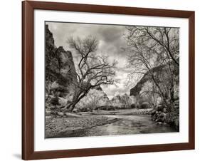 USA, Utah. Zion National Park, Virgin River and Cottonwoods in winter tinted monochrome-Ann Collins-Framed Photographic Print