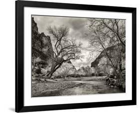 USA, Utah. Zion National Park, Virgin River and Cottonwoods in winter tinted monochrome-Ann Collins-Framed Photographic Print
