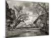 USA, Utah. Zion National Park, Virgin River and Cottonwoods in winter tinted monochrome-Ann Collins-Mounted Photographic Print