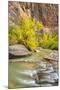 USA, Utah, Zion National Park. Virgin River and fall cottonwood trees.-Jaynes Gallery-Mounted Premium Photographic Print