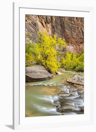 USA, Utah, Zion National Park. Virgin River and fall cottonwood trees.-Jaynes Gallery-Framed Photographic Print