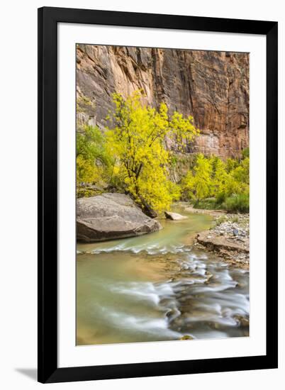 USA, Utah, Zion National Park. Virgin River and fall cottonwood trees.-Jaynes Gallery-Framed Photographic Print