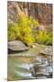 USA, Utah, Zion National Park. Virgin River and fall cottonwood trees.-Jaynes Gallery-Mounted Photographic Print