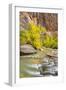 USA, Utah, Zion National Park. Virgin River and fall cottonwood trees.-Jaynes Gallery-Framed Photographic Print