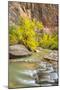 USA, Utah, Zion National Park. Virgin River and fall cottonwood trees.-Jaynes Gallery-Mounted Photographic Print