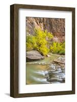 USA, Utah, Zion National Park. Virgin River and fall cottonwood trees.-Jaynes Gallery-Framed Photographic Print