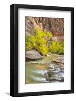 USA, Utah, Zion National Park. Virgin River and fall cottonwood trees.-Jaynes Gallery-Framed Photographic Print