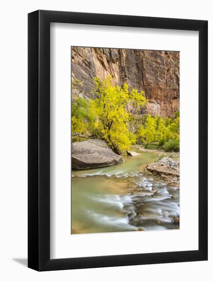 USA, Utah, Zion National Park. Virgin River and fall cottonwood trees.-Jaynes Gallery-Framed Photographic Print