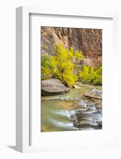 USA, Utah, Zion National Park. Virgin River and fall cottonwood trees.-Jaynes Gallery-Framed Photographic Print