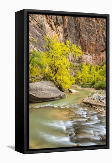 USA, Utah, Zion National Park. Virgin River and fall cottonwood trees.-Jaynes Gallery-Framed Stretched Canvas