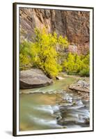 USA, Utah, Zion National Park. Virgin River and fall cottonwood trees.-Jaynes Gallery-Framed Premium Photographic Print