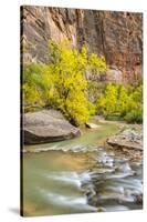 USA, Utah, Zion National Park. Virgin River and fall cottonwood trees.-Jaynes Gallery-Stretched Canvas